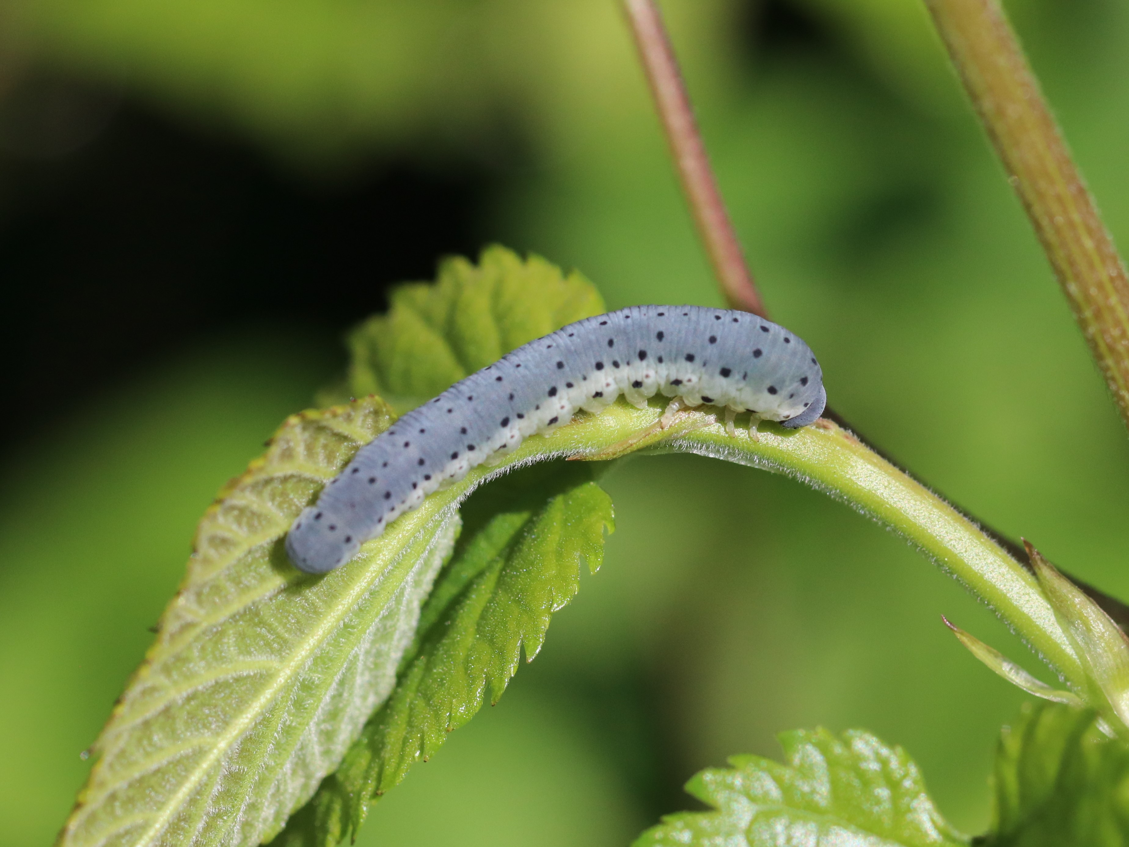 アケビコンボウハバチ幼虫